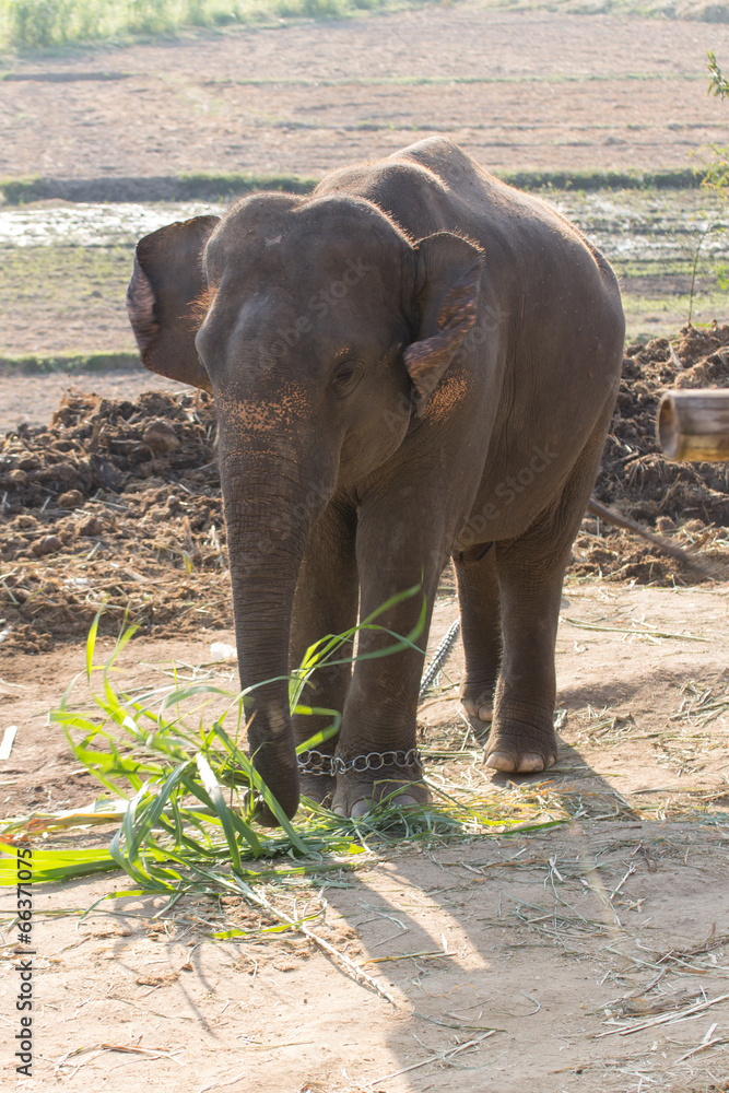 Obraz premium Thai Elephant