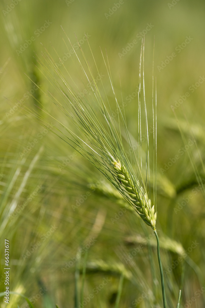 yellow ripe wheat field yellow ripe wheat field