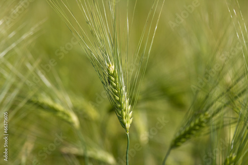 yellow ripe wheat field