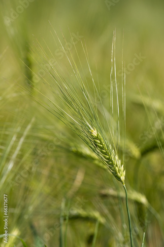 yellow ripe wheat field