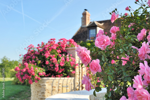 Foto rosier en bordure de maison