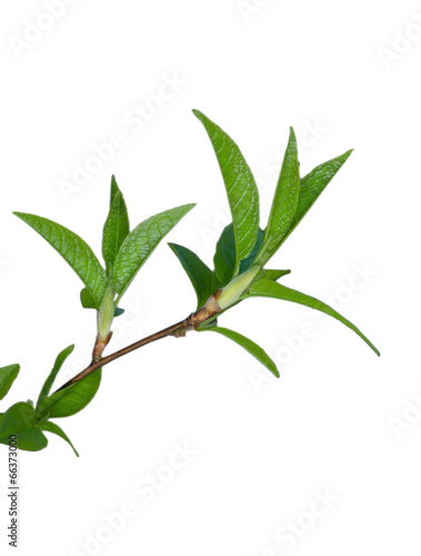 Green branch of plant isolated