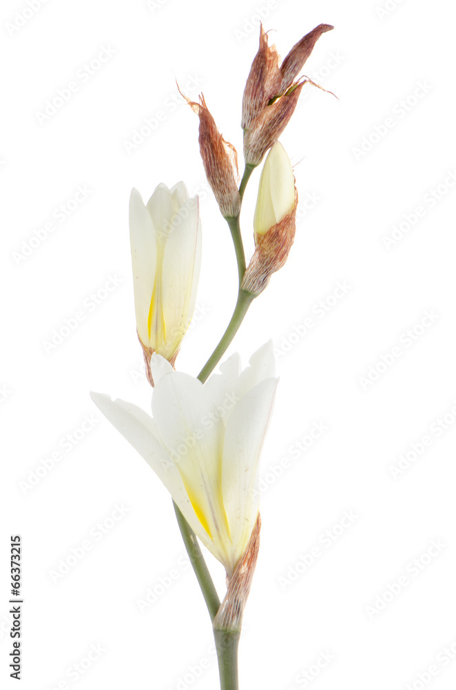 Obraz premium Lilies
