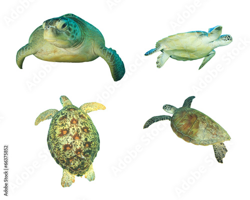 Sea Turtles isolated on white