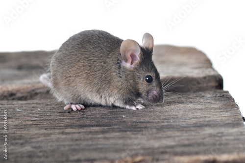 Brown mouse on wooden table isolated on white