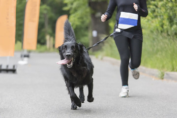 Sierkussen Joggen Hardloopwedstrijd met honden in park  © mezzotint_fotolia