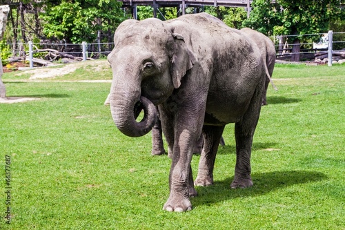 Asiatic elephan