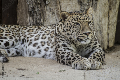 Danger  Powerful leopard resting  wildlife mammal with spot skin
