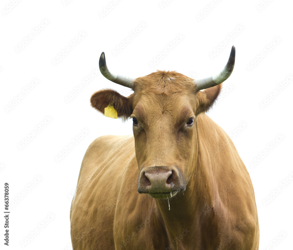 Cow isolated on white.