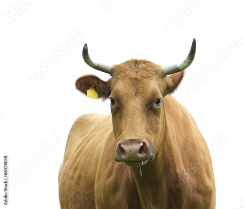 Cow isolated on white.