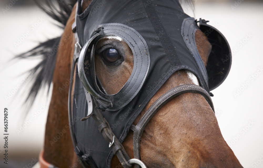 Naklejka premium Race horse head with blinkers detail