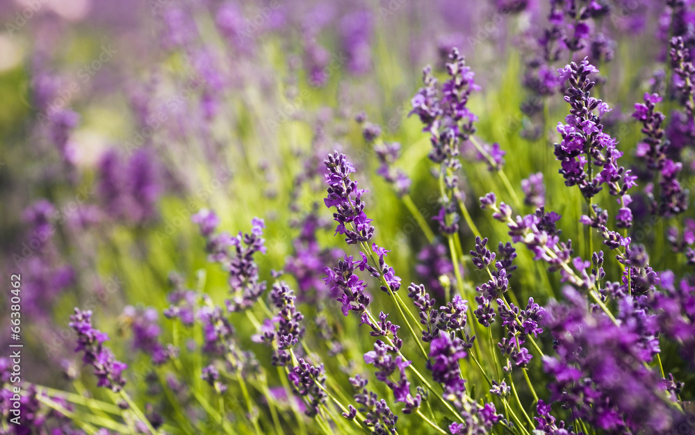 Obraz premium Lavender Flowers