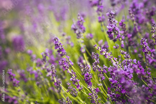 Lavender Flowers © smile35