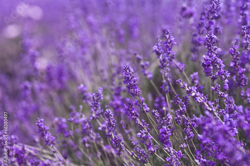 Fototapeta Naklejka Na Ścianę i Meble -  Lavender Flowers