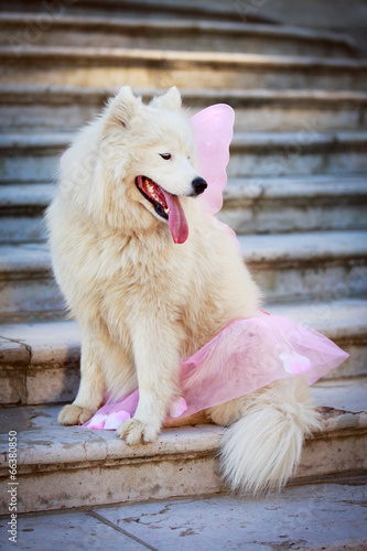 Samoyed dog photo