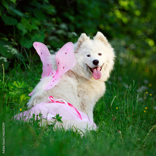 Samoyed dog photo