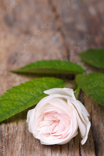 Beautiful pale pink rose on wooden board vertical