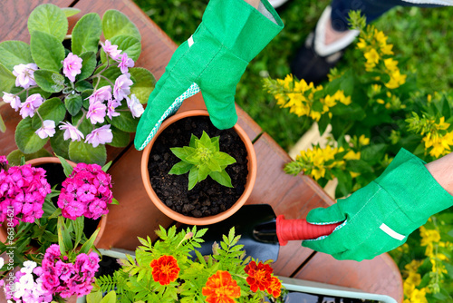 Hands in green gloves plant flowers in pot