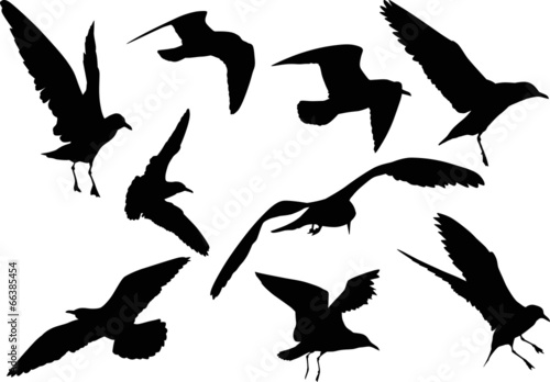 set of nine gull silhouettes
