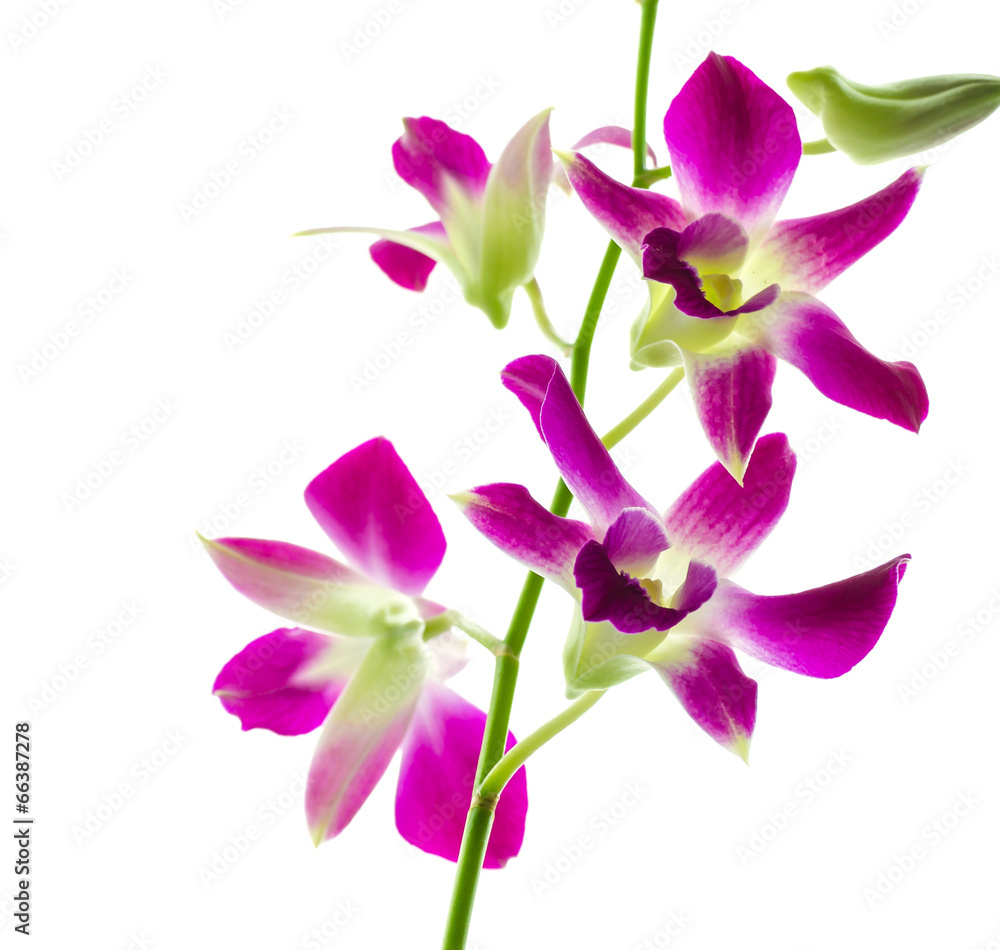 Orchind isolated white background Orchind isolated white background