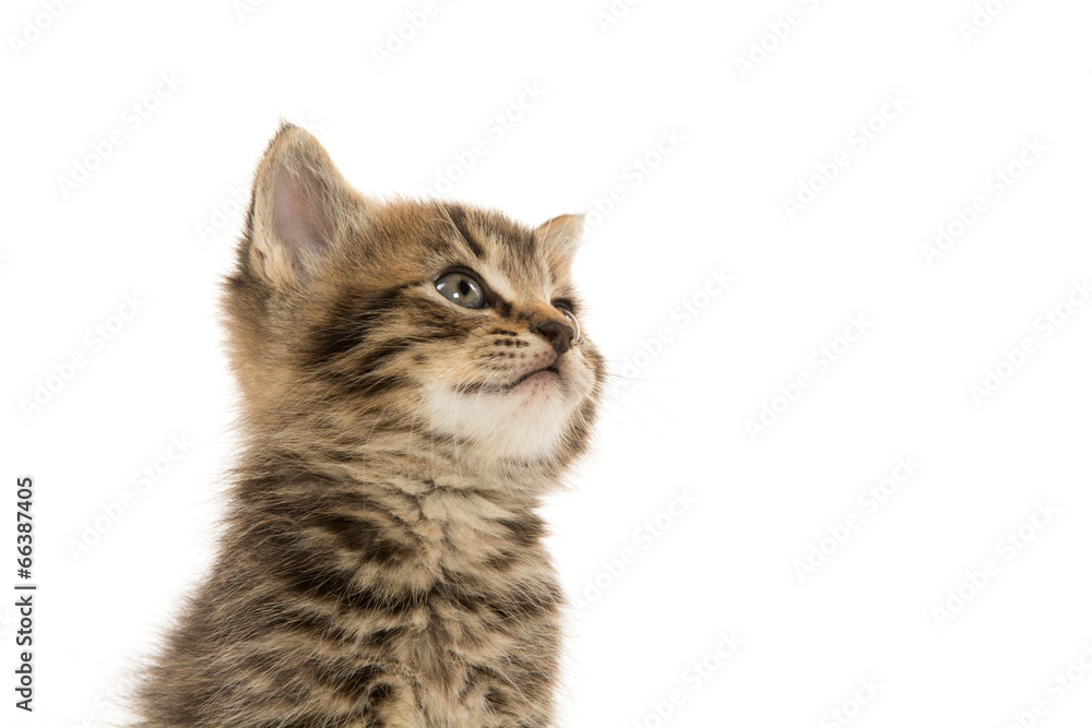 Obraz premium Cute tabby kitten on white