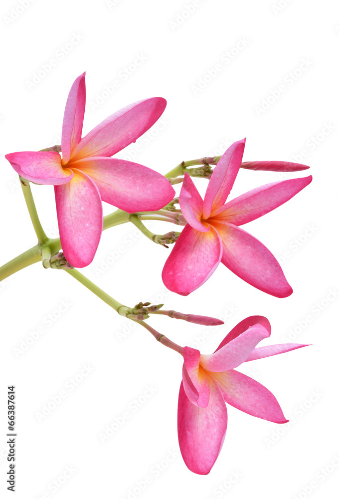 Obraz premium colorful plumeria flower