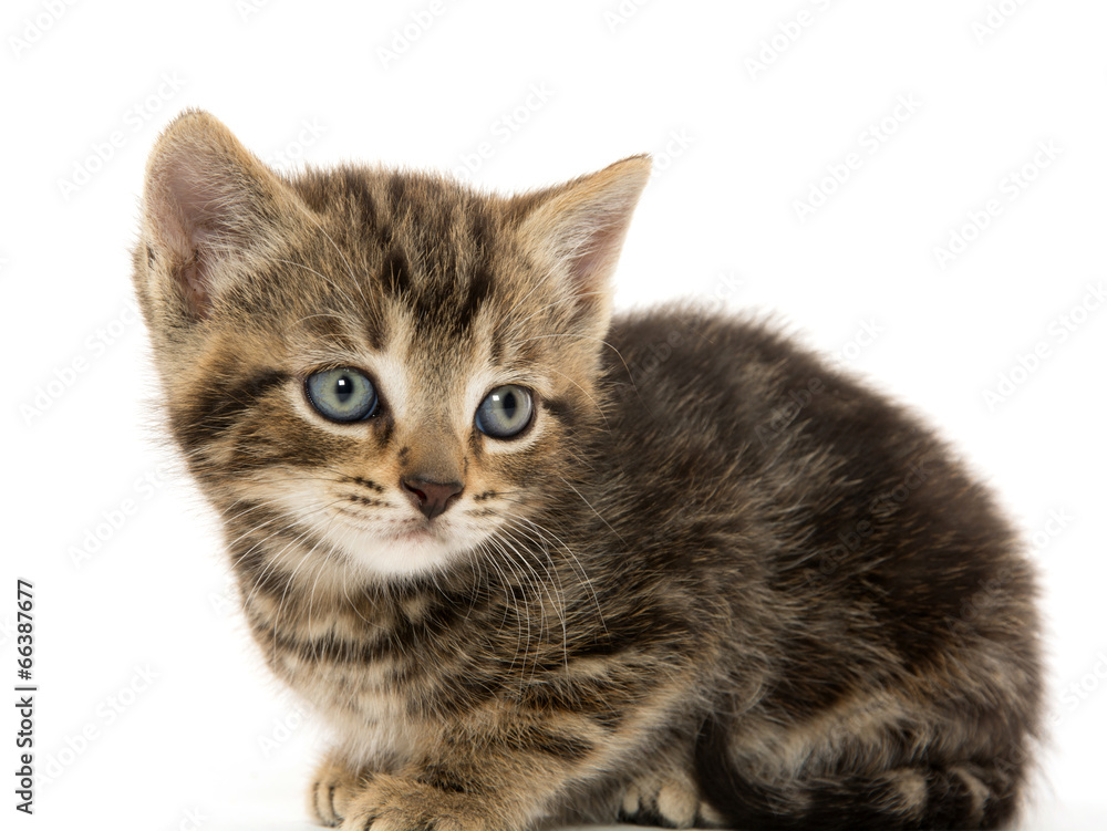 Cute tabby kitten on white