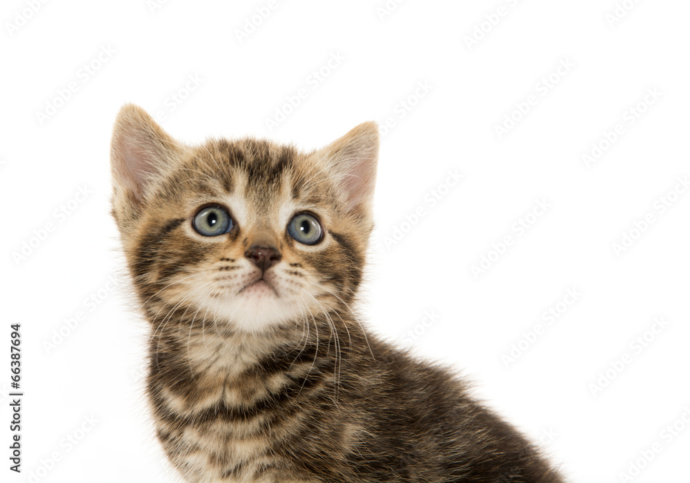 Cute tabby kitten on white Cute tabby kitten on white