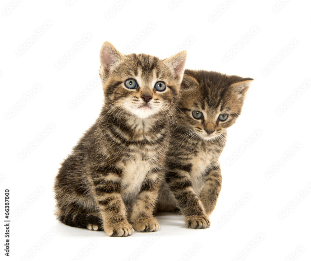 Two tabby kittens