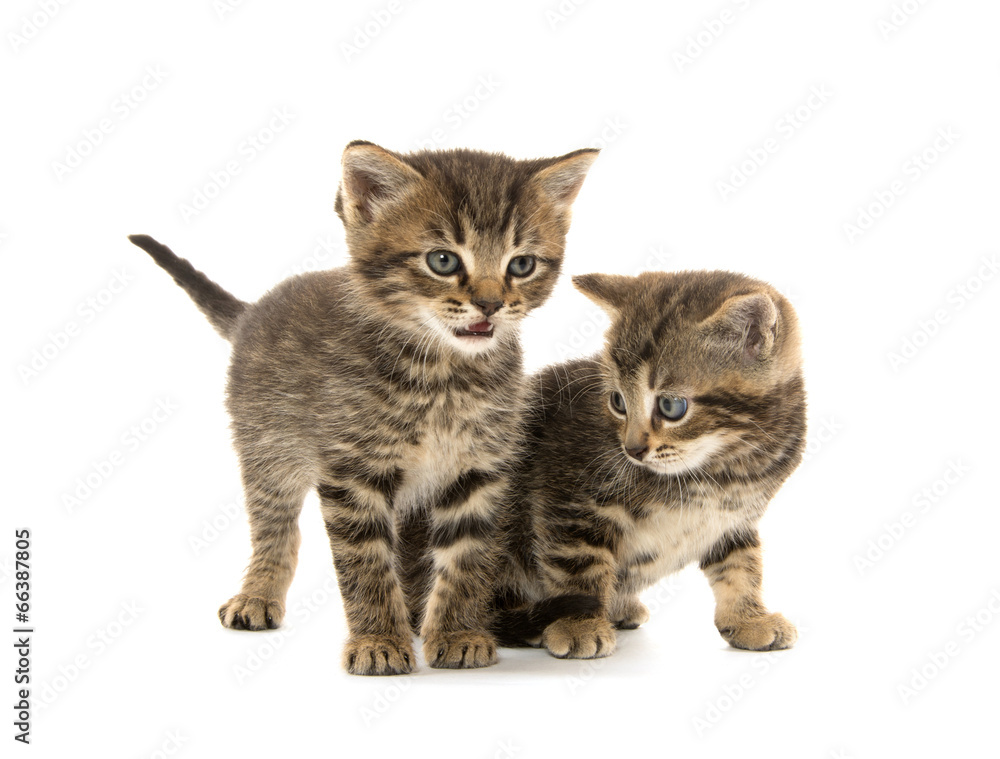 Obraz premium Two tabby kittens