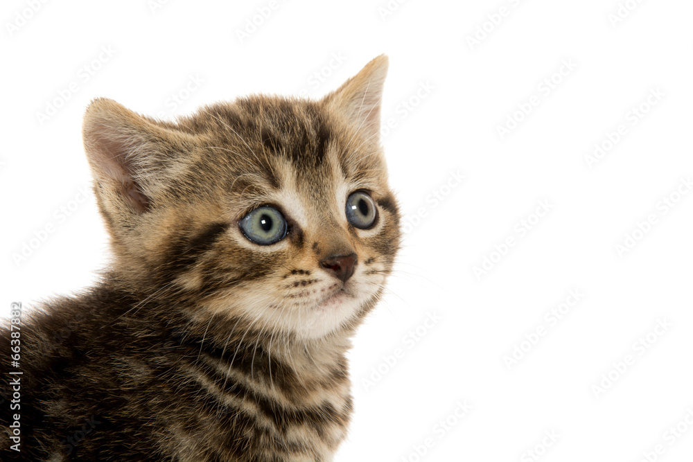 Cute tabby kitten on white Cute tabby kitten on white
