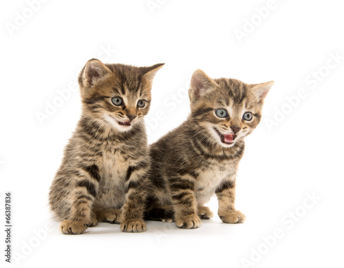Two tabby kittens © Tony Campbell