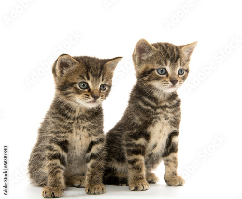 Two tabby kittens