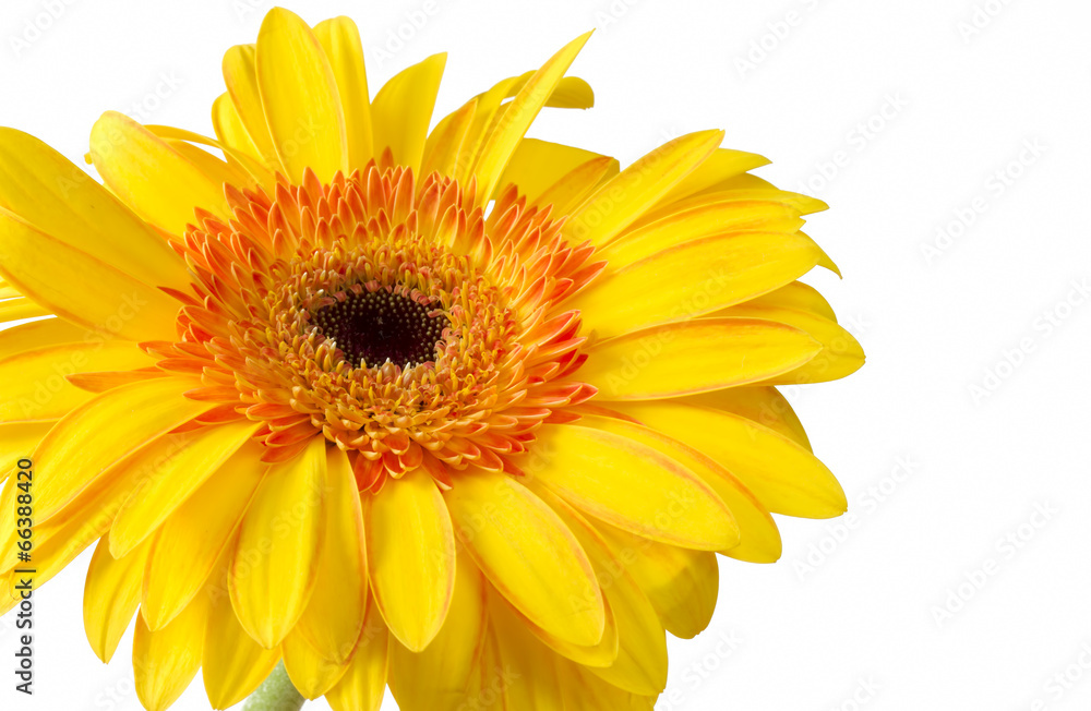 Fototapeta premium Bright yellow and orange gerbera on white