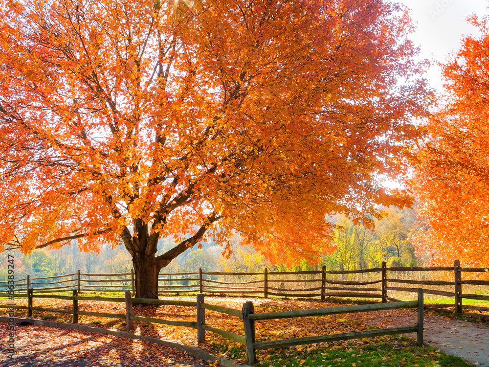 Autumn Dream Autumn Dream