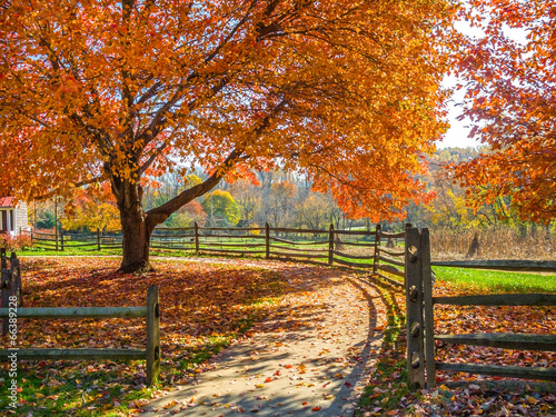 Autumn Walkway