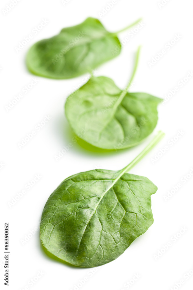 Fototapeta premium green spinach leaves