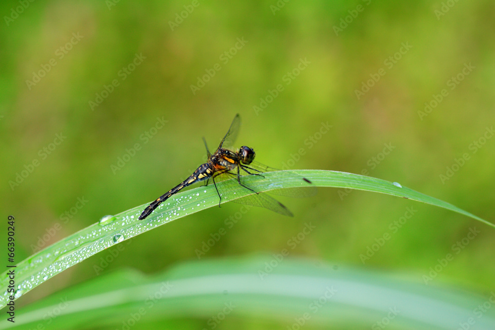 Sympetrum maculatum dragonfly in Japan 