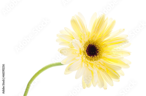 Wallpaper Mural Gerbera Torontodigital.ca