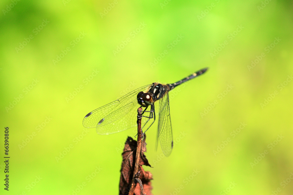 Sympetrum maculatum dragonfly in Japan Sympetrum maculatum dragonfly in Japan