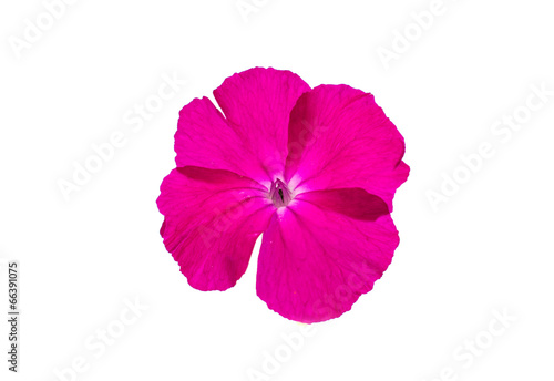 pink flower