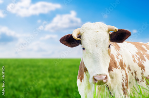 Funny cow on a green summer meadow. Blurred background © ZaZa studio