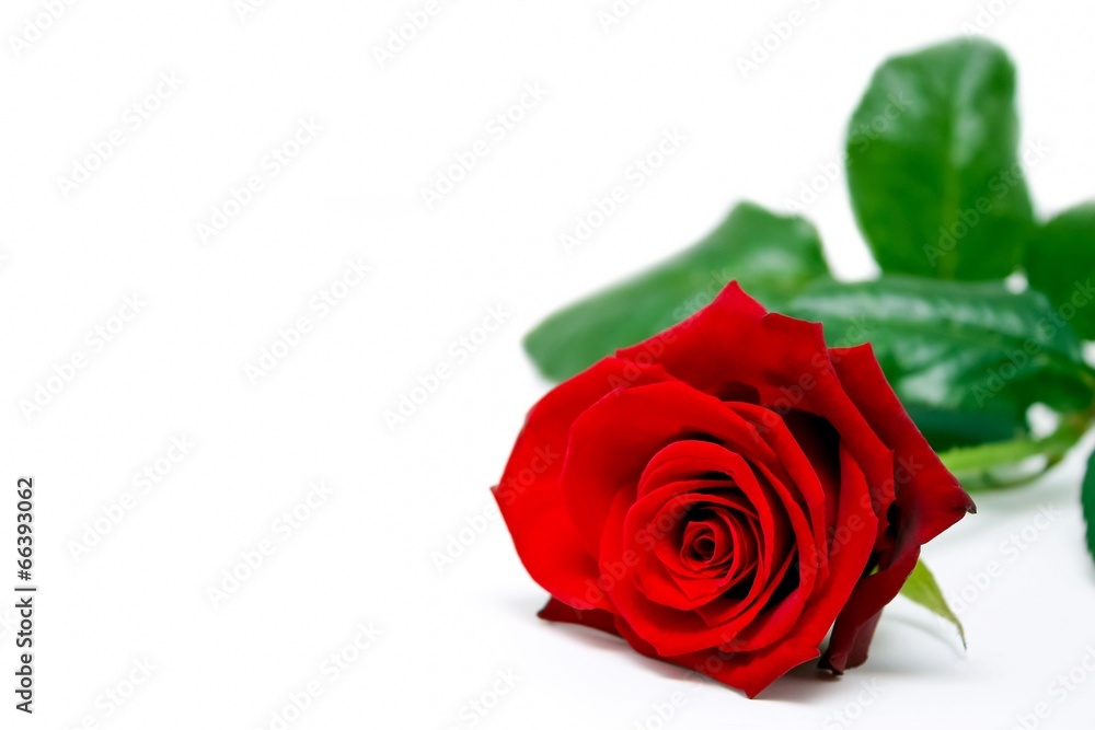 Naklejka premium rote Rose