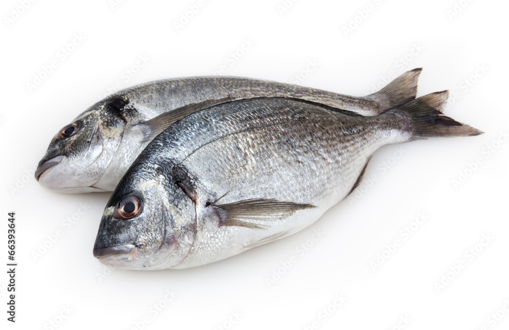 Dorado fish isolated on white background Dorado fish isolated on white background