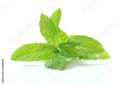 petals and leaves of fresh mint on a white background