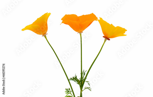 Fototapeta Naklejka Na Ścianę i Meble -  Eschscholzia californica flower