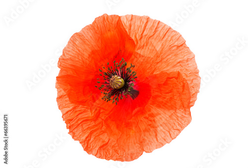 red poppy isolated