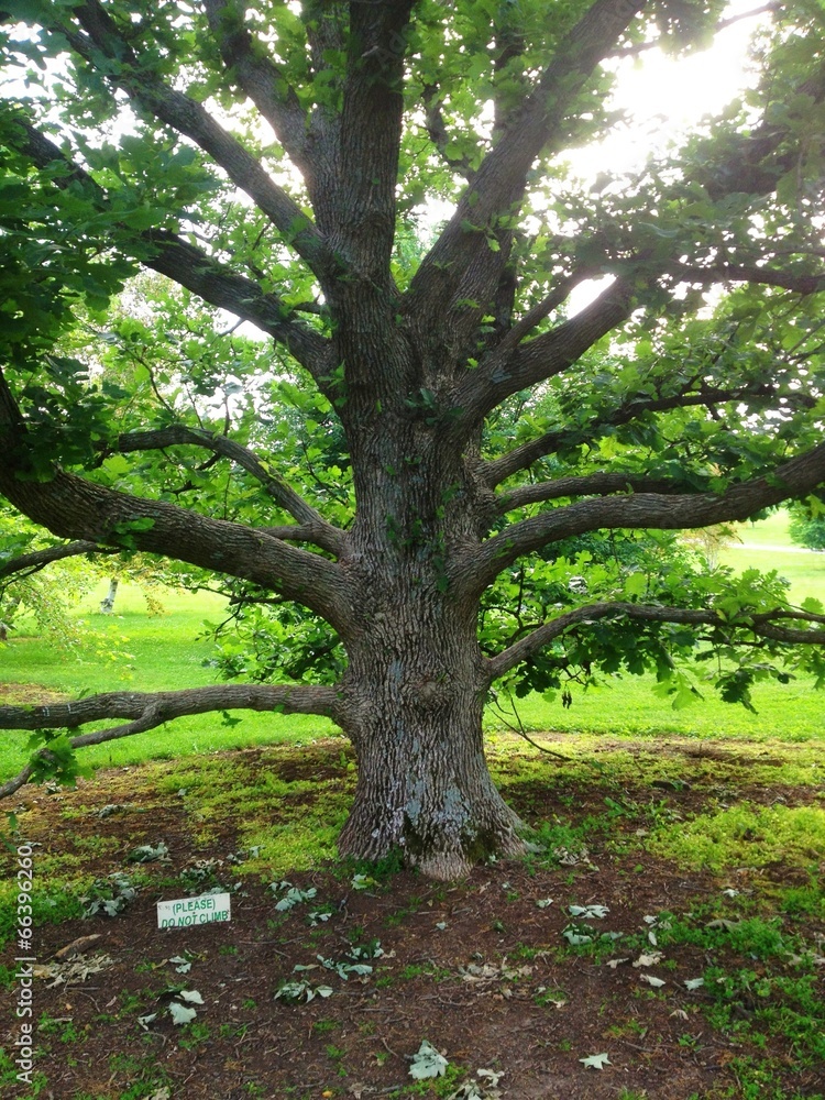 Big oak tree Big oak tree