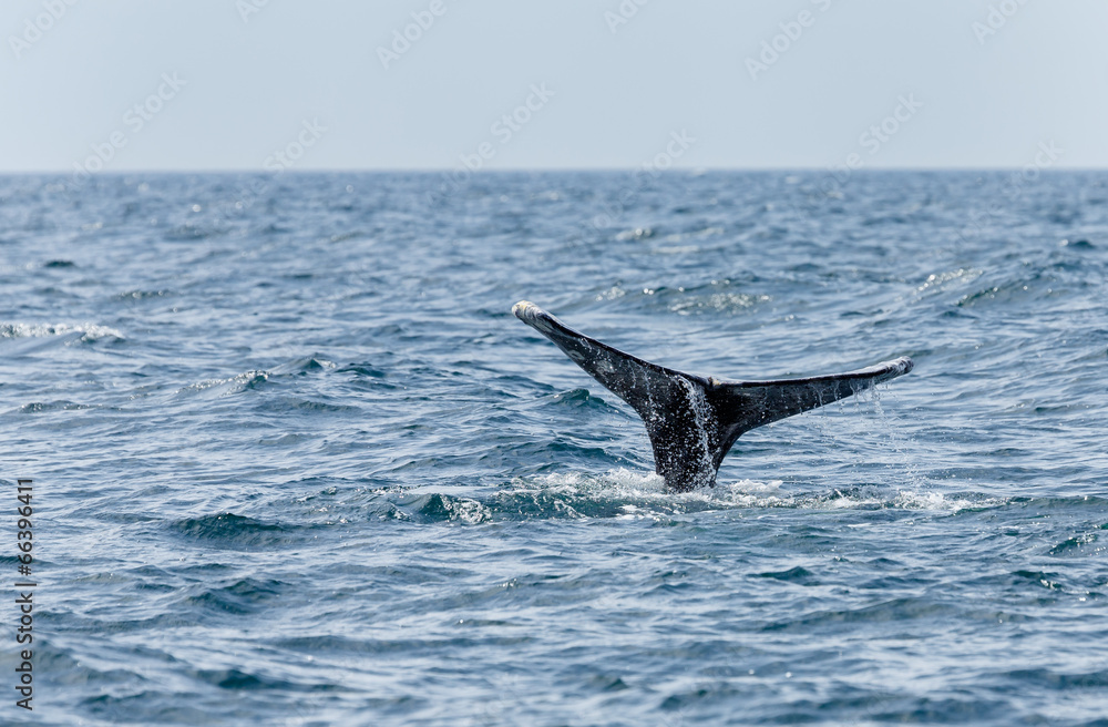 Fototapeta premium Grey Whale tail at open sea