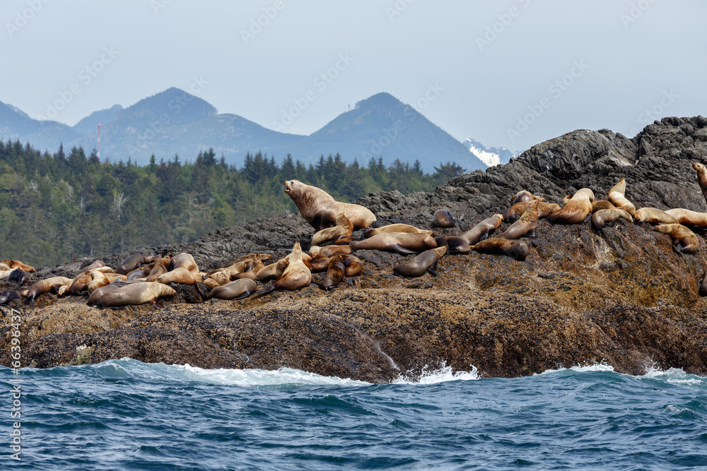 Fototapeta premium Stellar sea lion and in the background Vancouver island